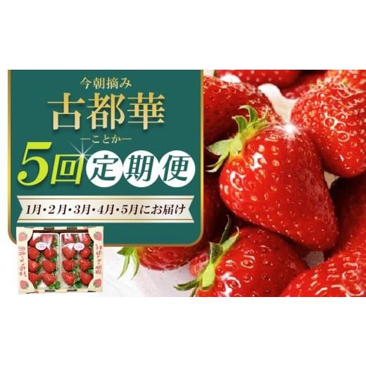 ふるさと納税 いちご 奈良県 葛城市 いちご1月から計5回定期便 古都華 約300g×2パック×5回 今朝摘みの丸笑いちご園 / フルーツ いちご 苺 イチゴ …