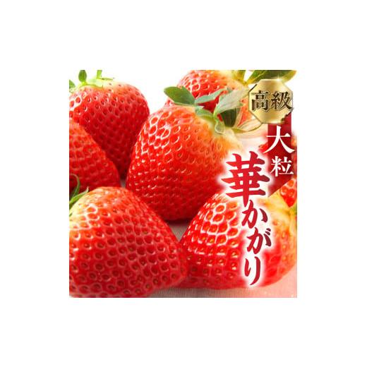 ふるさと納税 いちご 岐阜県 本巣市 2026年1月上旬から3月下旬お届け 先行予約 岐阜いちご「華かがり」 12個 |苺 イチゴ 果物 高級 フルーツ デザート くだ…