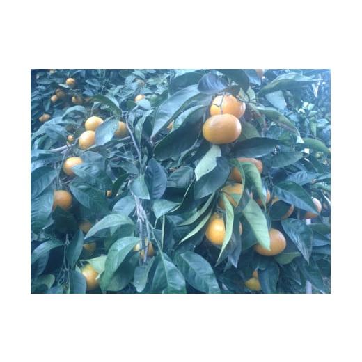 ふるさと納税 みかん・柑橘類 山口県 周防大島町 周防大島産 温州みかん(南柑4号) 5kg