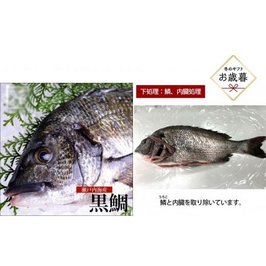 ふるさと納税 魚貝類 鯛 広島県 広島市 お歳暮 鱗、内臓処理 黒鯛 1尾(約1kg)ちぬ チヌ 刺身 | 黒鯛 チヌ 鯛 鮮魚 刺身 国産 新鮮 活魚 ギフト お歳暮 グ…