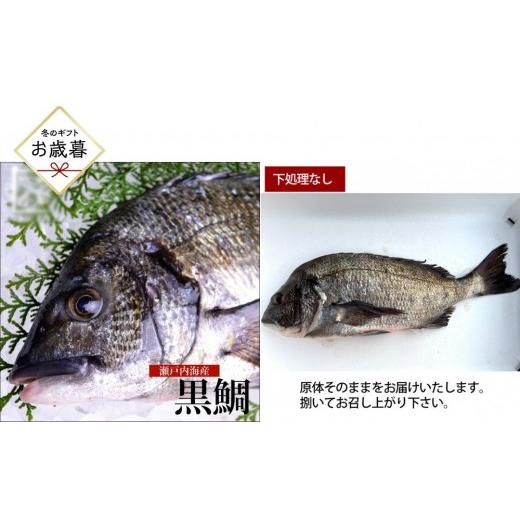 ふるさと納税 魚貝類 鯛 広島県 広島市 お歳暮 下処理なし 黒鯛 1尾(約1kg)ちぬ チヌ 刺身 | 黒鯛 チヌ 鯛 鮮魚 刺身 国産 新鮮 活魚 ギフト お歳暮 グル…