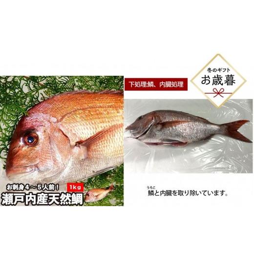 ふるさと納税 魚貝類 鯛 広島県 広島市 お歳暮 鱗、内臓処理 活き締め真鯛1尾(約1kg)タイ たい 刺身 鍋 | 真鯛 鯛 鮮魚 刺身 鍋 国産 高級魚 新鮮 活魚 お…