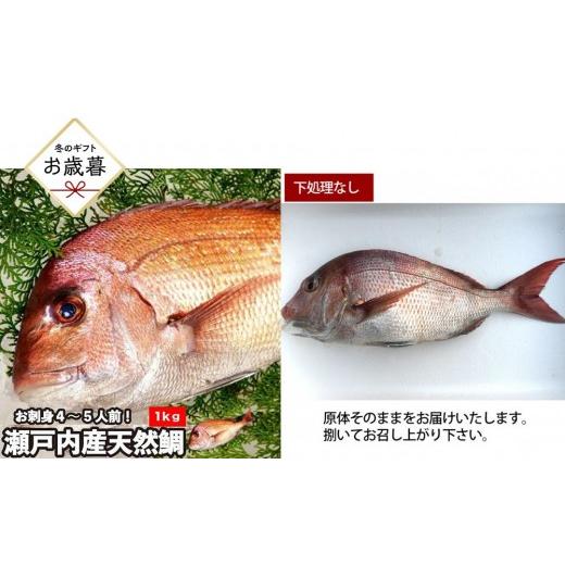 ふるさと納税 魚貝類 鯛 広島県 広島市 お歳暮 下処理なし 活き締め真鯛1尾(約1kg)タイ たい 刺身 鍋 | 真鯛 鯛 鮮魚 刺身 鍋 国産 高級魚 新鮮 活魚 お歳…