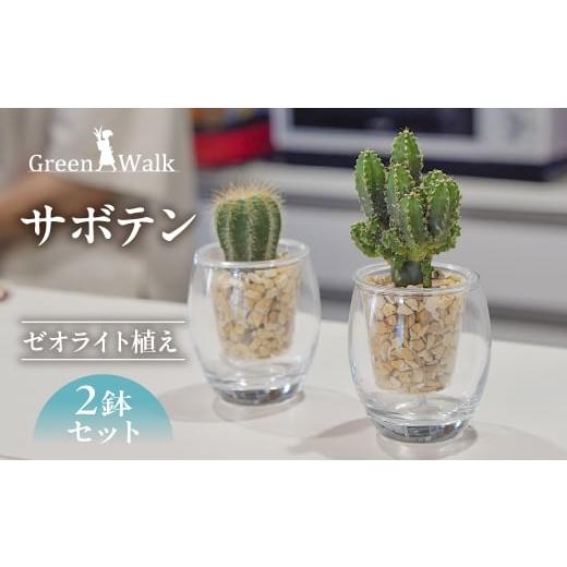 ふるさと納税 花・苗木 愛知県 豊橋市 サボテンのゼオライト植え 2鉢セット 底面給水ガラス鉢 インテリア 緑 グリーン 植物 簡単 初心者 かわいい 自然 おしゃ…