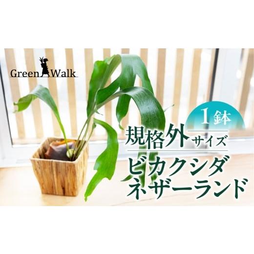 ふるさと納税 花・苗木 愛知県 豊橋市 ビカクシダネザーランド 土植え 訳あり(3寸) 1鉢 インテリア 緑 グリーン 植物 簡単 初心者 かわいい 自然 おしゃれ 観…