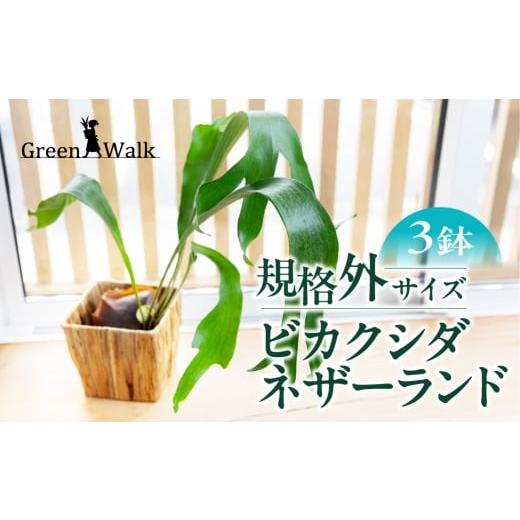 ふるさと納税 花・苗木 愛知県 豊橋市 ビカクシダネザーランド 土植え 訳あり(3寸) 3鉢セット インテリア 緑 グリーン 植物 簡単 初心者 かわいい 自然 おしゃ…