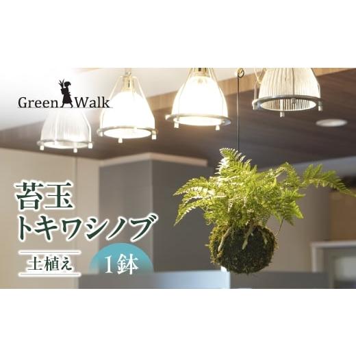 ふるさと納税 花・苗木 愛知県 豊橋市 苔玉 吊りシノブ 土植え 1鉢 インテリア 緑 グリーン 植物 簡単 初心者 かわいい 自然 おしゃれ 観葉植物 Green Walk …