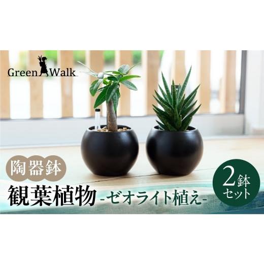 ふるさと納税 花・苗木 愛知県 豊橋市 観葉植物 2鉢セット 陶器鉢(ブラックバルーン) ゼオライト植え インテリア 緑 グリーン 植物 簡単 初心者 かわいい 自…