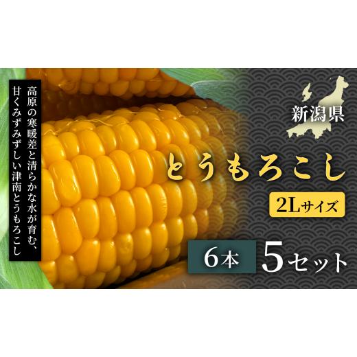 ふるさと納税 野菜類 新潟県 津南町 令和8年産先行予約 甘みたっぷりシャキシャキ食感 令和8年とうもろこし(6本)2Lサイズ 5セット 産地直送 高級野菜 自然…