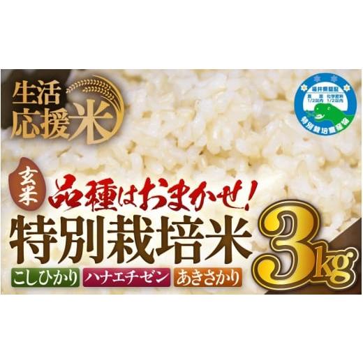 ふるさと納税 玄米 福井県 越前町 生活応援米 令和7年産 米 特別栽培米 3kg 福井県越前町産 玄米 お米 コメ kome 3キロ 家庭用 白米 玄米 農薬5割減 e81-a001…
