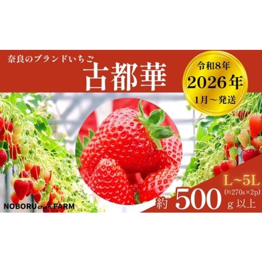 ふるさと納税 果物類 奈良県 奈良市 いちご 古都華 500g以上 270g×2P 先行予約 数量限定 新鮮 産地直送 厳選 2026年1月以降発送 大粒 冷蔵 小分け 旬 ブラン…