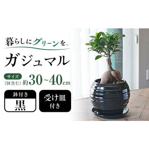 ふるさと納税 雑貨・日用品 インテリア 長崎県 大村市 観葉植物 ガジュマル 多幸の木 ボール形 陶器 鉢 (黒)/がじゅまる ガジュマル 陶器鉢 観葉 植物 イン…