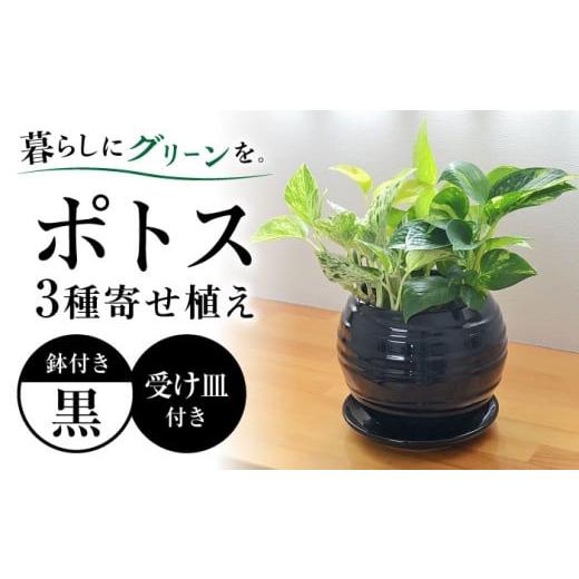ふるさと納税 雑貨・日用品 インテリア 長崎県 大村市 観葉植物 ポトス オウゴンカズラ 3種 寄せ植え ボール形 陶器 鉢植え (黒)/観葉 鉢 植物 インテリア …