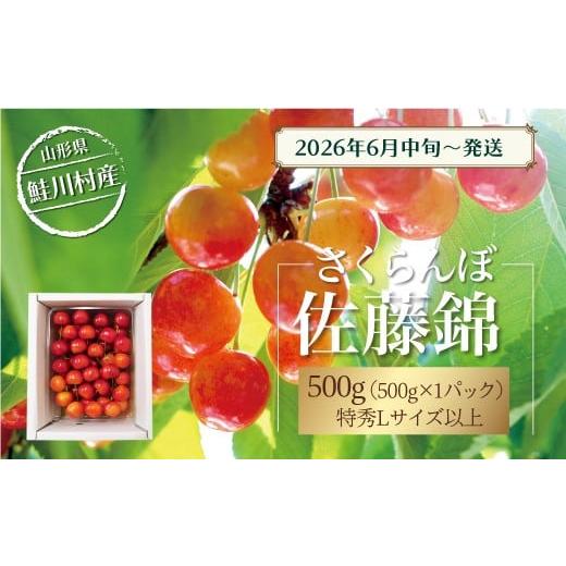 ふるさと納税 果物類 さくらんぼ 山形県 鮭川村 令和8年産 早期受付 鮭川村産さくらんぼ 佐藤錦 特秀Lサイズ以上バラ詰め 500g