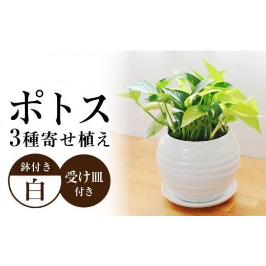 ふるさと納税 花・苗木 長崎県 大村市 観葉植物 ポトス オウゴンカズラ 3種 寄せ植え ボール形 陶器 鉢植え (白) / 観葉 植物 インテリア おしゃれ プレゼ…