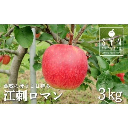 ふるさと納税 りんご 岩手県 遠野市 先行予約|2026年9月上旬頃から順次発送 りんご 江刺ロマン 3kg 松陽園 岩手県 遠野市 樹上完熟 農家直送 ご贈答
