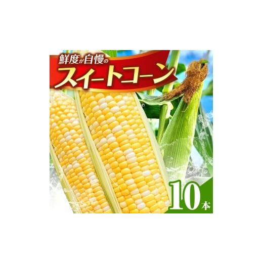 ふるさと納税 とうもろこし 熊本県 玉名市 スイートコーン 10本 | コーン とうもろこし とうきび 甘い 焼き とうもろこし 茹で とうもろこし 熊本県 玉名市