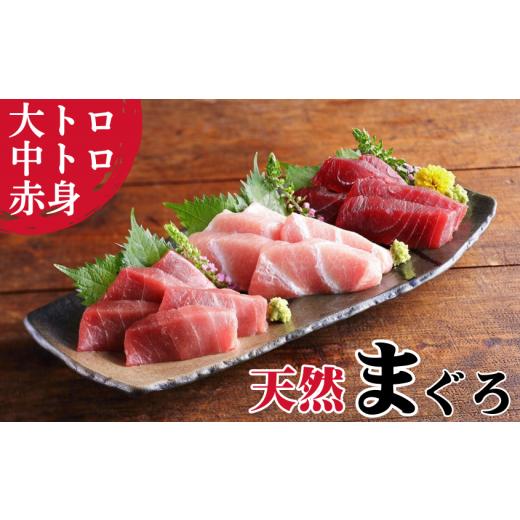 ふるさと納税 マグロ 神奈川県 三浦市 本物の味をお届け 厳選 天然三崎まぐろ大トロ・中トロ・赤身セット 2025年12月お届け M005-038-12 (1)2025年12月お届…