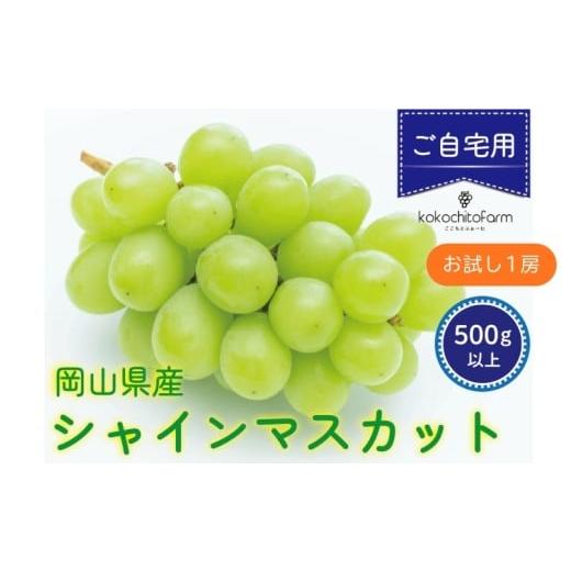ふるさと納税 ぶどう マスカット 岡山県 真庭市 2026年先行予約 ここちとふぁーむ ご自宅用 岡山県産 シャインマスカット お試し1房 500g以上 koko014-01