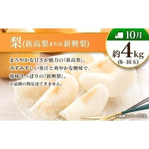 ふるさと納税 果物の詰合せ 宮崎県 -  偶数月 6回定期便 旬 人気 フルーツ 南国宮崎産 太陽のタマゴ きんかん シャインマスカット 日向夏 梨 みかん 柑橘 マン…_7