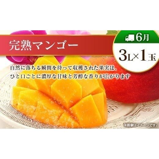 ふるさと納税 果物の詰合せ 宮崎県 -  偶数月 6回定期便 旬 人気 フルーツ 南国宮崎産 マンゴー シャインマスカット いちご 日向夏 梨 みかん 柑橘 ぶどう 果…_5