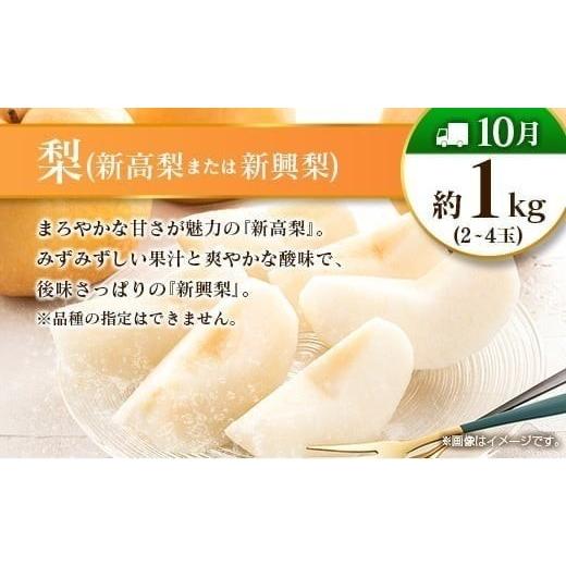 ふるさと納税 果物の詰合せ 宮崎県 -  偶数月 6回定期便 旬 人気 フルーツ 南国宮崎産 マンゴー シャインマスカット いちご 日向夏 梨 みかん 柑橘 ぶどう 果…_7