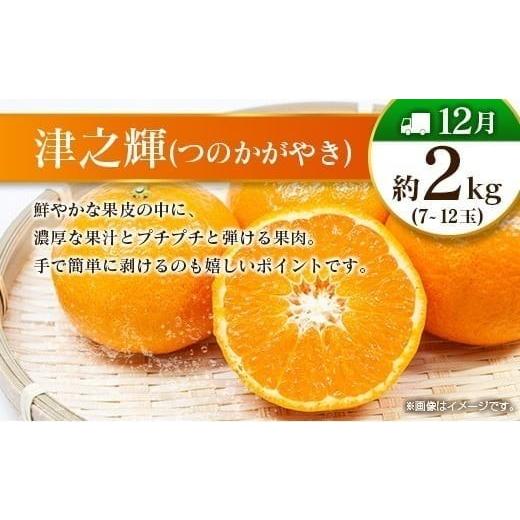 ふるさと納税 果物の詰合せ 宮崎県 -  偶数月 6回定期便 旬 人気 フルーツ 南国宮崎産 マンゴー シャインマスカット いちご 日向夏 梨 みかん 柑橘 ぶどう 果…_8