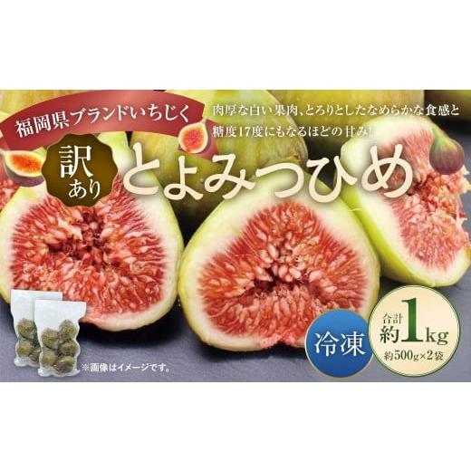 ふるさと納税 いちじく 福岡県 太宰府市 訳あり 冷凍いちじく 「とよみつひめ」 1kg (500g×2袋) / いちじく イチジク 果物 果実 フルーツ 冷凍フルーツ …