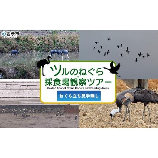 ふるさと納税 体験チケット 愛媛県 西予市 ツルのねぐら・採食場観察ツアー(ねぐら立ち見学無し) つる ツル 鶴 鳥 野鳥 貴重 体験 観察 ツアー ねぐら ネグ…