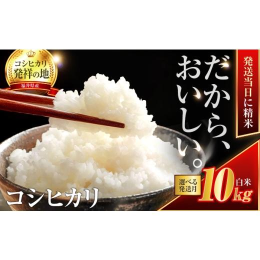 ふるさと納税 米 コシヒカリ 福井県 小浜市 10月発送 小浜市産コシヒカリ 精米 10kg 若狭の自然が育てたごはん 国産米 福井県 / 白米 地域密着 米問屋 小浜…