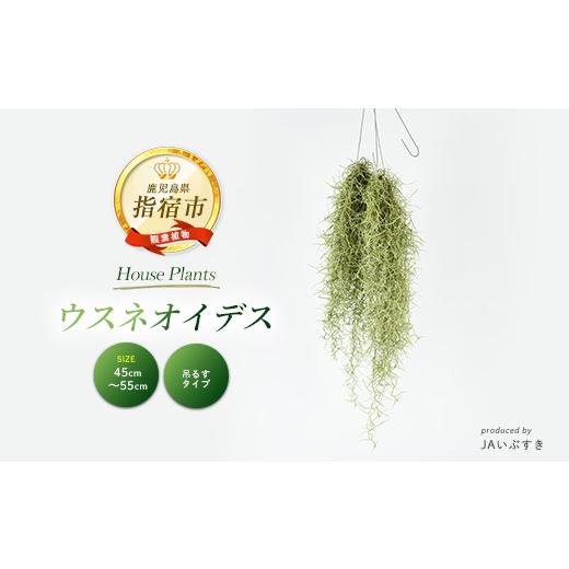 ふるさと納税 花・苗木 鹿児島県 指宿市 2026年4月上旬〜発送 観葉植物 ウスネオイデス 45cm〜55cm (JAいぶすき/IB165-019) 植物 グリーン おしゃれ インテリ…