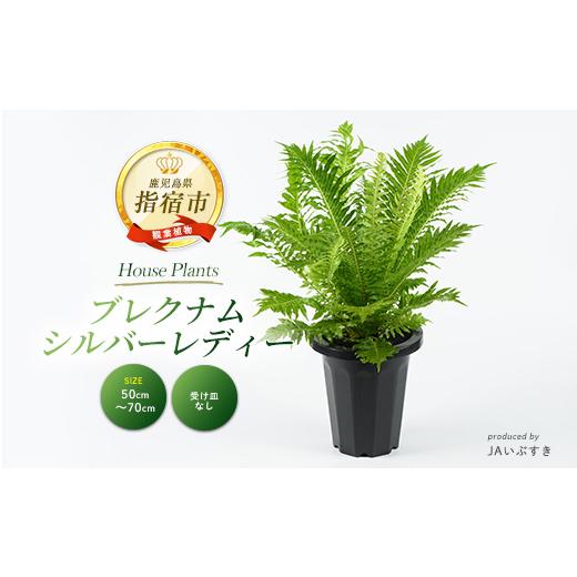 ふるさと納税 花・苗木 鹿児島県 指宿市 2026年4月上旬〜発送 観葉植物 ブレクナム・シルバーレディー 50cm〜70cm (JAいぶすき/IB165-020) 植物 グリーン シ…