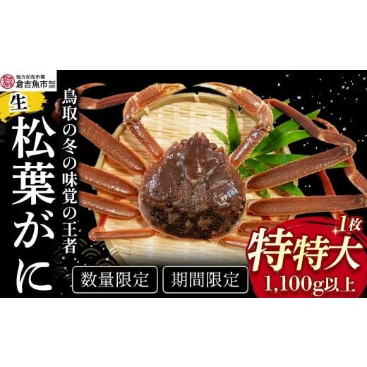 ふるさと納税 カニ 松葉ガニ 鳥取県 倉吉市 倉吉魚市 生松葉がに(特特大)1.1kg以上 松葉ガニ ズワイガニ 冷蔵 かにしゃぶ カニ刺身 ずわいがに 鮮度抜群 鳥…