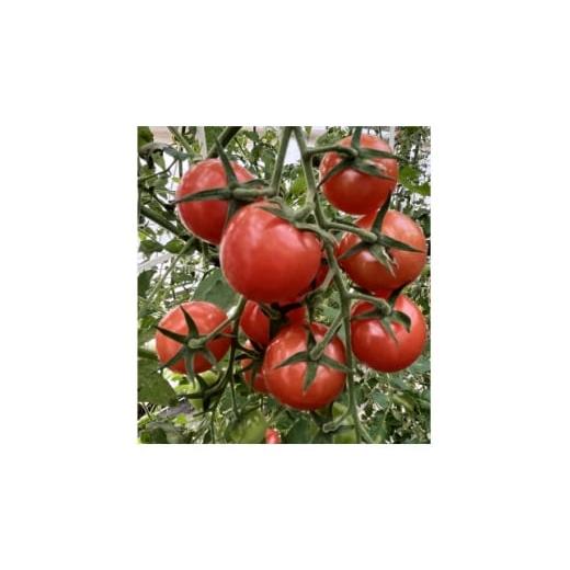 ふるさと納税 トマト ミニトマト 石川県 白山市 朝どり直送 何個でも食べられちゃう・甘酸っぱいピンク色のミニトマト 1.2kg 8パック 1566509