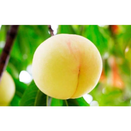 ふるさと納税 もも 岡山県 美咲町 岡山 白桃 2種 2玉 ( ロイヤル ) 500g ( 計 1kg ) 2026年7月上旬から9月上旬頃発送予定 / 果物 くだもの フルーツ もも…