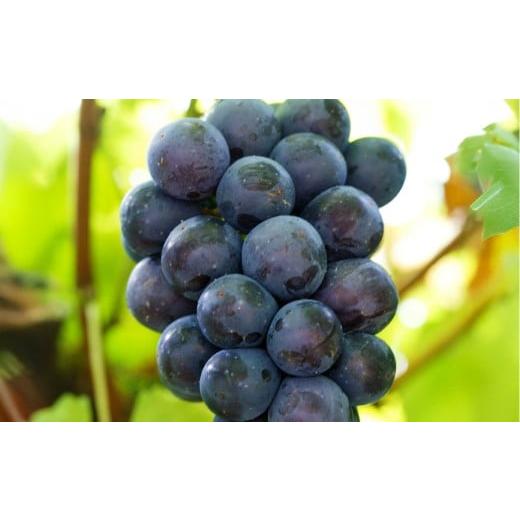 ふるさと納税 ぶどう 岡山県 美咲町 ご 家庭 用 ピオーネ 2〜3房 1.2kg 2026年9月上旬から10月上旬頃発送予定 / 果物 くだもの フルーツ ぶどう ブドウ 葡萄…