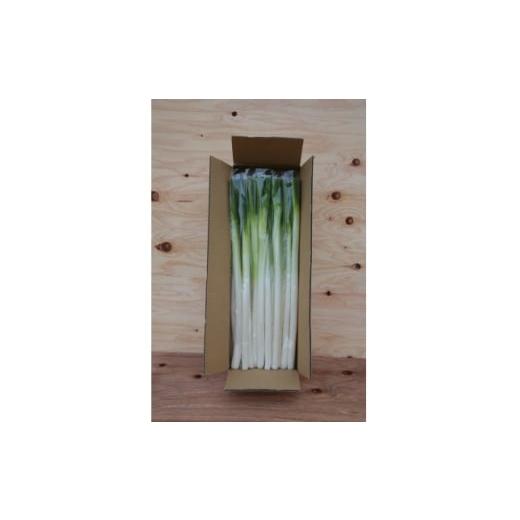 ふるさと納税 野菜類 ねぎ 群馬県 榛東村 長ネギ 3kg入り ストロベリーみなみ 1691184
