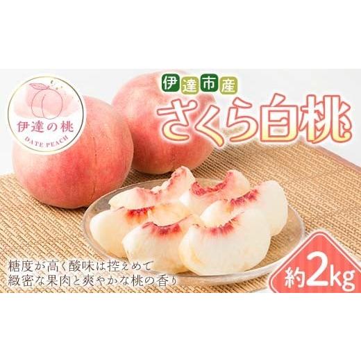 ふるさと納税 もも 福島県 伊達市 2026年出荷分先行予約 福島県 伊達市産 さくら白桃 約2kg (4〜7玉) 種まきうさぎ株式会社 伊達の桃 桃 フルーツ 果物 もも …