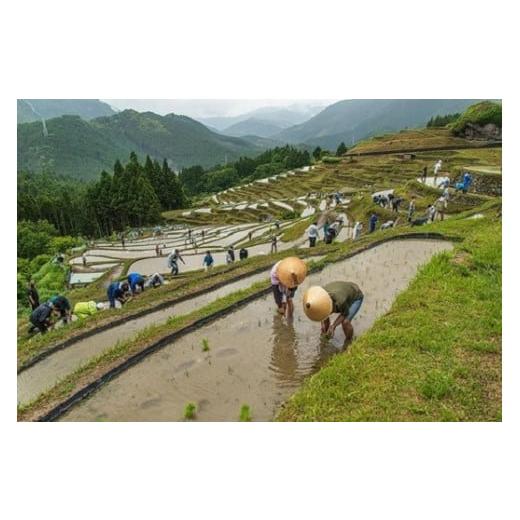 ふるさと納税 イベントやチケット等 三重県 熊野市 丸山千枚田を守る会会員権(令和8年度)