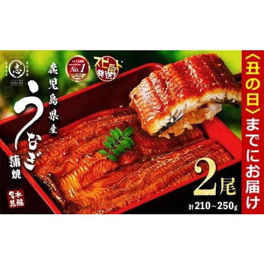 ふるさと納税 うなぎ 鹿児島県 志布志市 丑の日までに配送 鹿児島県産うなぎ蒲焼 名水慈鰻 2尾 計350g以上 うなぎ 鰻 ウナギ 国産 九州産 蒲焼 かばやき 人気…