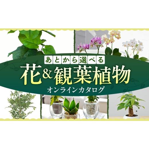 ふるさと納税 カタログ 愛知県 豊橋市 ＼あとから選べる ／花・観葉植物カタログ 5万5千円分 オンライン 有効期限なし 後から選べる 植物 グリーン 花 お花 胡…_1