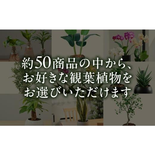 ふるさと納税 カタログ 愛知県 豊橋市 ＼あとから選べる ／花・観葉植物カタログ 5万5千円分 オンライン 有効期限なし 後から選べる 植物 グリーン 花 お花 胡…_2