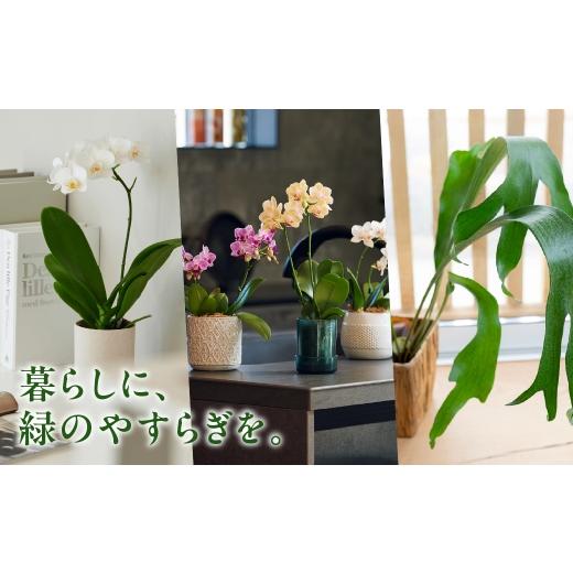 ふるさと納税 カタログ 愛知県 豊橋市 ＼あとから選べる ／花・観葉植物カタログ 5万5千円分 オンライン 有効期限なし 後から選べる 植物 グリーン 花 お花 胡…_5