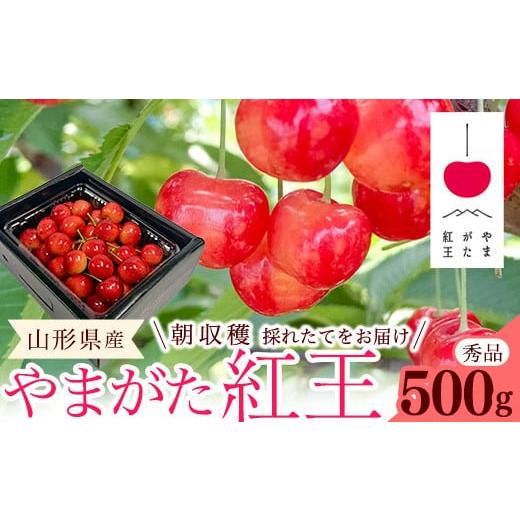 ふるさと納税 果物類 さくらんぼ 山形県 寒河江市 先行予約 令和8年産 さくらんぼ やまがた紅王 2Lサイズ以上 秀品 500g (500g×1パック) 2026年産 山形県…