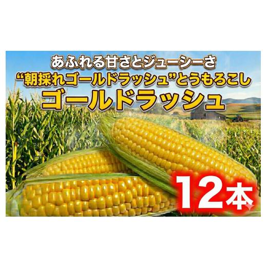 ふるさと納税 とうもろこし 神奈川県 藤沢市 とうもろこし ゴールドラッシュ 12本 朝採り とれたて トウモロコシ 先行予約 2026年6月発送 コーン 新鮮 ジュー…