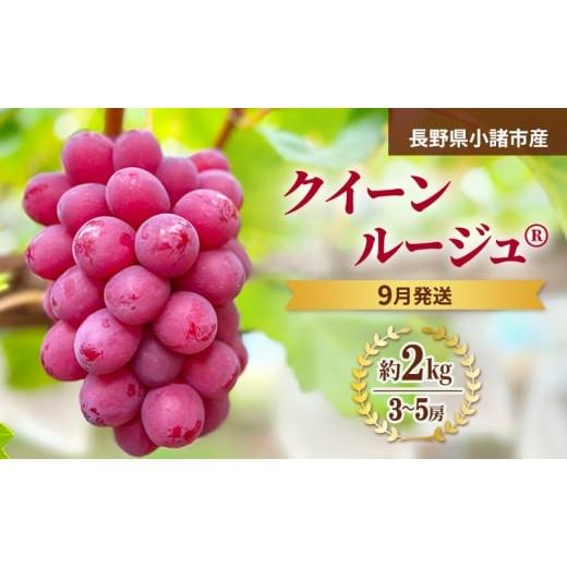 ふるさと納税 果物類 ぶどう 長野県 小諸市 先行予約/2026年9月発送 クイーンルージュ(R)約2kg 3〜5房 重量保証 信州 小諸 果物 フルーツ ぶどう ブドウ 種…