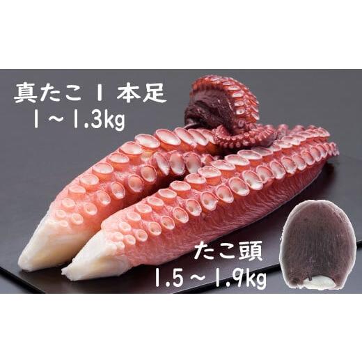 ふるさと納税 タコ 北海道 根室市 F-19002 北海道根室産 真たこ足1〜1.3kg・たこ頭1.5〜1.9kgセット