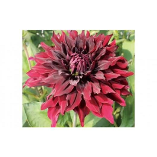 ふるさと納税 秋田県 秋田市 ダリア単色(おまかせ)10本 