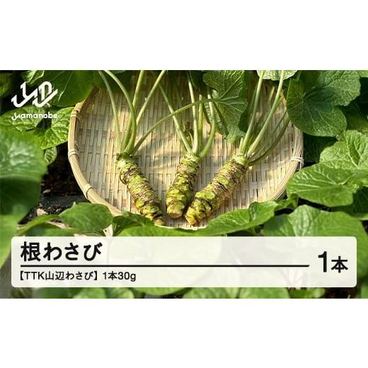 ふるさと納税 薬味・ハーブ 山形県 山辺町 TTK山辺わさび 根わさび 1本(30g) 山形 山辺 送料無料 tk-nwxx30 沖縄・離島への配送不可