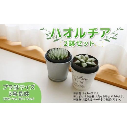 ふるさと納税 花・苗木 静岡県 藤枝市 ハオルチア モンブラン ライトニィ 2個セット アフターケア有 多肉植物 観葉植物 初心者 ナチュラル インテリア プラ鉢 …